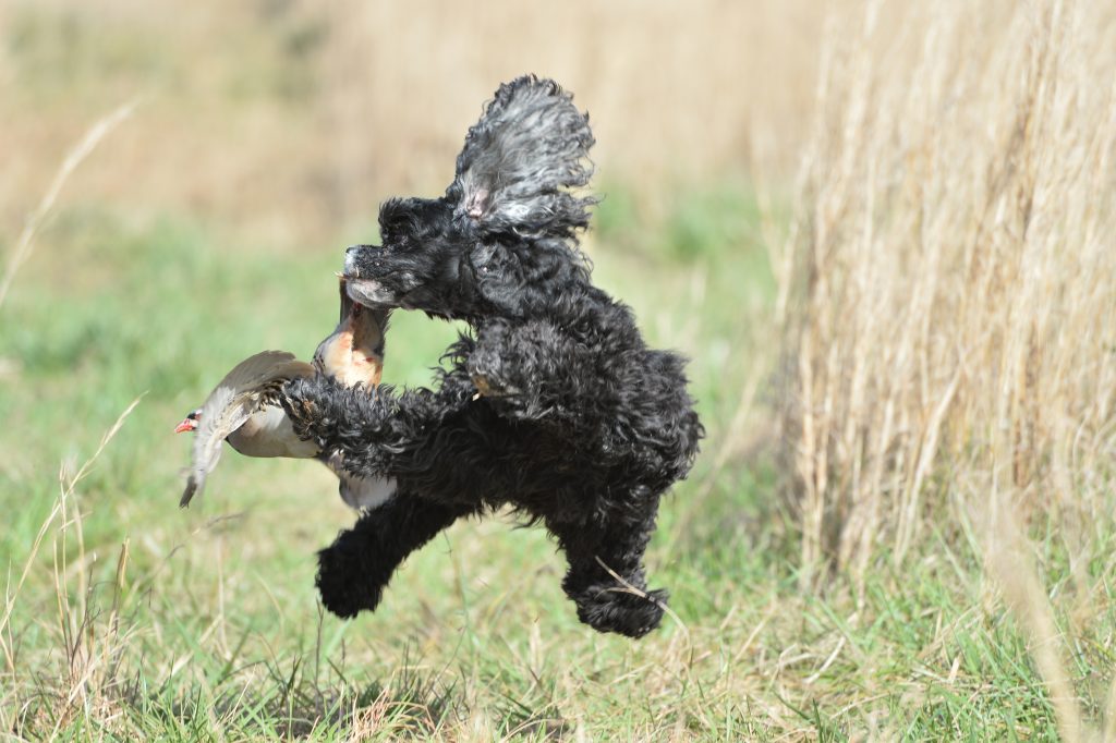 Field Work American Spaniel Club